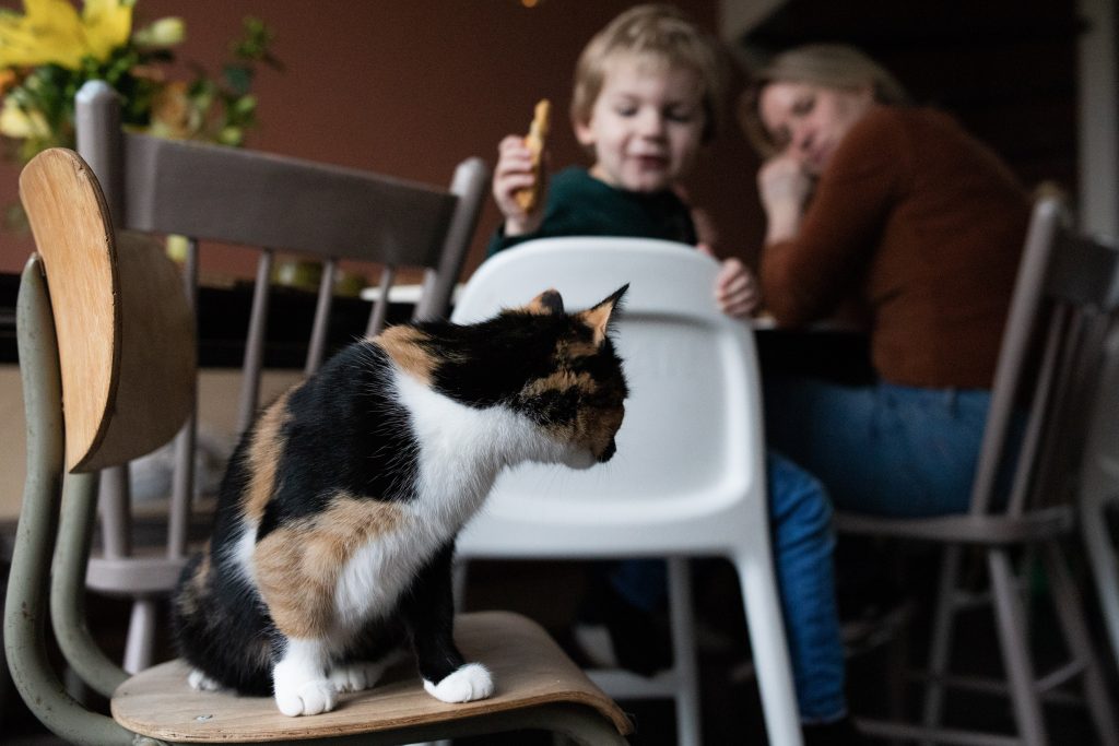 Een 'day in the life' met de familie Schoon, kat zit op een stoel aan de eettafel.
